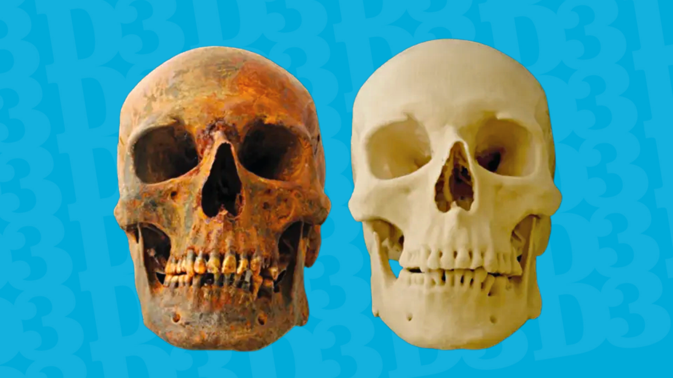Real human skull next to its 3D printed replica.